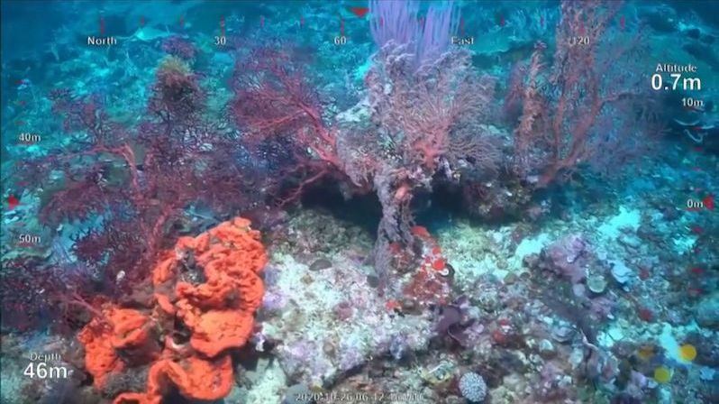 U Austrálie objevili obří korálový útvar. Je vyšší než mrakodrap